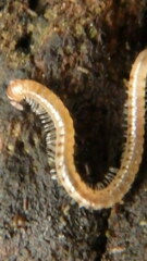 Blaniulus guttulatus