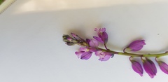 Polygala comosa