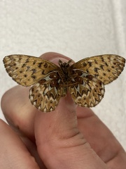 Boloria freija