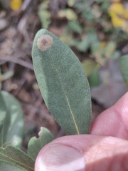 Cameraria sempervirensella
