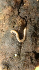 Blaniulus guttulatus