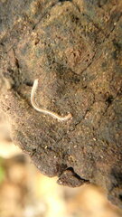 Blaniulus guttulatus