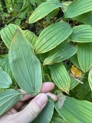 Uvularia grandiflora