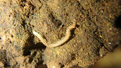 Blaniulus guttulatus