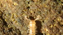 Blaniulus guttulatus