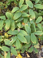 Uvularia grandiflora