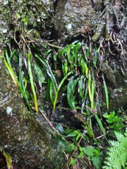 Haplopteris anguste-elongata