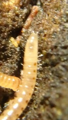 Blaniulus guttulatus