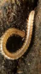 Blaniulus guttulatus