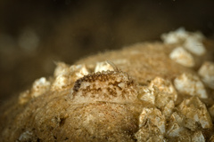 Onchidoris bilamellata