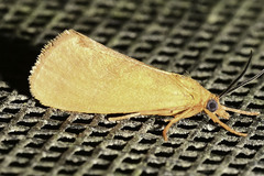 Virbia aurantiaca