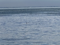 Phoca vitulina richardii