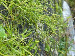 Moehringia muscosa