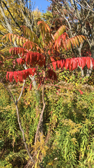 Rhus