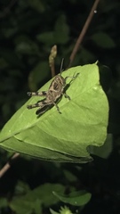 Abracris flavolineata