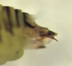 Cryptoneossa triangula