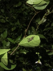 Abracris flavolineata