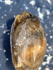 Bulla occidentalis