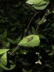 Abracris flavolineata