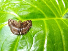 Quadrus cerialis
