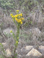 Euthamia occidentalis