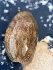 Bulla occidentalis