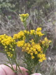Euthamia occidentalis