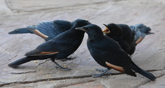 Onychognathus nabouroup