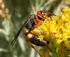 Cerceris bicornuta