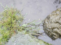 Fimbristylis griffithii