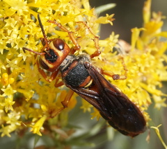 Cerceris bicornuta