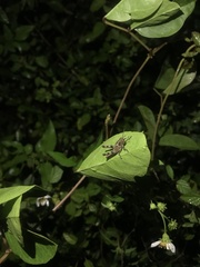 Abracris flavolineata