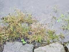 Fimbristylis griffithii