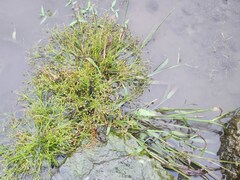 Fimbristylis griffithii