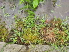 Fimbristylis griffithii