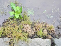 Fimbristylis griffithii