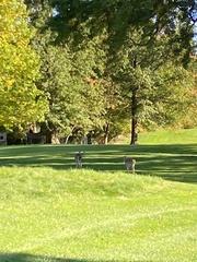 Odocoileus virginianus