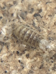 Isopoda