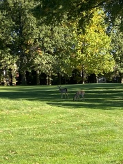 Odocoileus virginianus