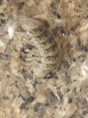 Isopoda