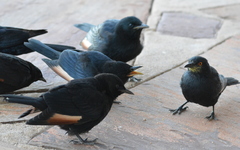 Onychognathus nabouroup