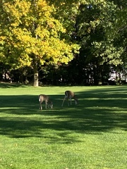 Odocoileus virginianus