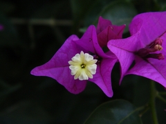 Bougainvillea