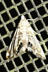 Eoparargyractis irroratalis