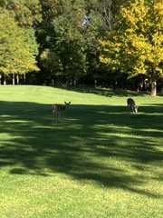 Odocoileus virginianus