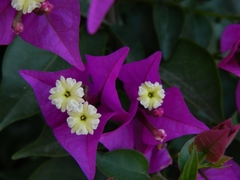 Bougainvillea