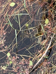 Poecilia latipinna