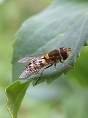 Eupeodes corollae