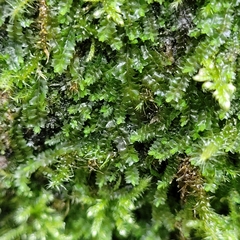 Mesoptychia collaris