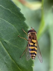 Eupeodes corollae